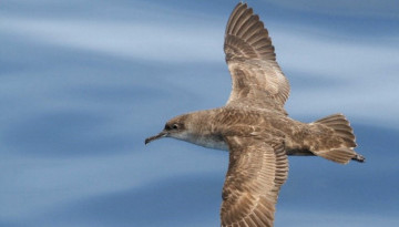 couverture du guide d’identification d’oiseaux marins de Méditerranée à destination des pêcheurs